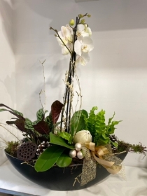 Luxury white and gold  grey bowl Orchid plant collection