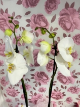 Beautiful Phalaenopsis Orchid plant gift wrapped into a pink decor pot