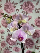 Beautiful Phalaenopsis Orchid plant gift wrapped into a pink decor pot