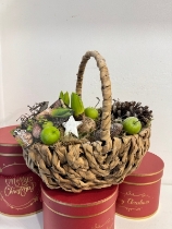 Basket hyacinth planted basket