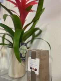 Beautiful Bromeliad house plant and 160g Butlers chocolates