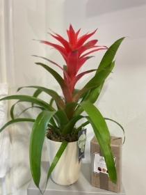 Beautiful Bromeliad house plant and 160g Butlers chocolates