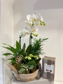 Beautiful mini orchid gift planter