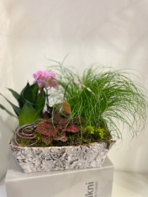 Beautiful mini planted trough