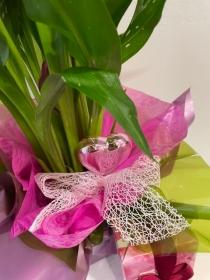Beautiful  calla lily plant hand gift wrapped and with Butlers chocolates