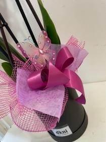 Beautiful pink Phalaenopsis orchid gift plant