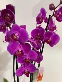 Beautiful pink Phalaenopsis orchid gift plant