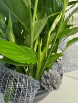 Beautiful white flowering peace lily ( swan plant ) dressed in silver detail