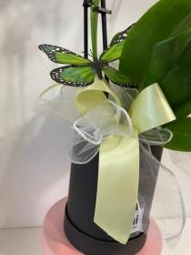 Beautiful white Phalaenopsis Orchid plant gift wrapped in a keepsake hatbox