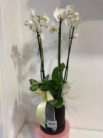 Beautiful white Phalaenopsis Orchid plant gift wrapped in a keepsake hatbox
