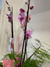 Boat shape orchid gift planter