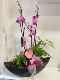 Boat shape orchid gift planter
