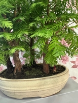 Bonzi trees