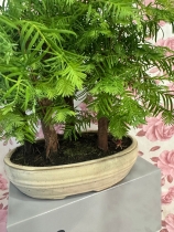 Bonzi trees