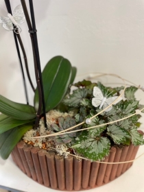 Bronze wooden oval orchid planter