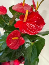 Fabulous red Anthurium plant in Christmas gift box
