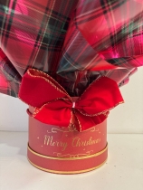 Fabulous red Anthurium plant in Christmas gift box