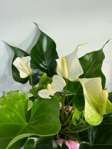 Fabulous white Anthurium plant in gift box