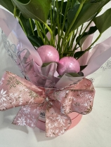 Fabulous white Anthurium plant in gift box