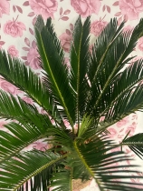 Indoor palm plant in wicker pot