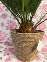 Indoor palm plant in wicker pot