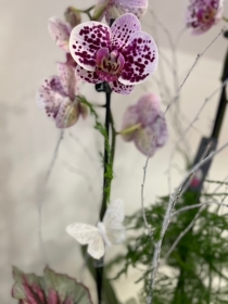 Luxury boat shape orchid planted bowl