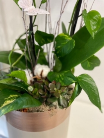 Luxury orchid planted rose gold pot