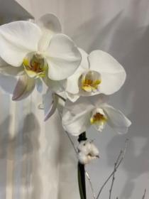 Luxury orchid planted rose gold pot