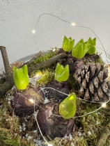 Metal Hyacinth planted bowl with battery lights