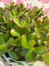 MONEY TREE   Large houseplant