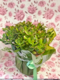MONEY TREE   Large houseplant