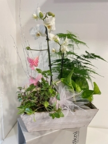 Orchid and house plant gift box
