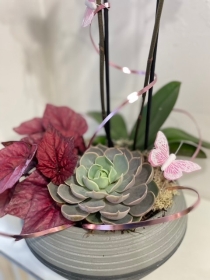 Planted orchid bowl
