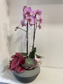 Planted orchid bowl