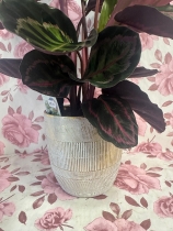 Prayer plants in beautiful ceramic pot