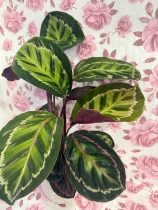 Prayer plants in beautiful ceramic pot