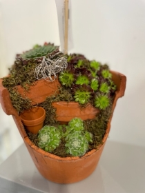 Sempervivum planted pot arrangement medium size