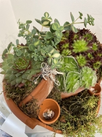 Sempervivum planted pot display LRG