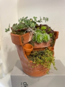 Sempervivum planted pot display LRG