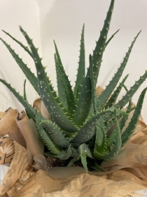 Something different! Lovley Aloe Arborescens with natural gift wrapping and 160g Butler Chocolates