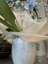 Something different BLUE Phalaenopsis orchid plant gift wrapped into ceramic pot