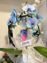 Something different BLUE Phalaenopsis orchid plant gift wrapped into ceramic pot