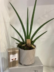 Something different Sanseveria plant and butlers chocolates 160g