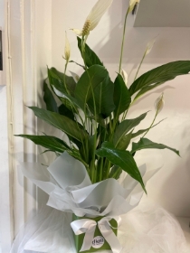 Spathiphyllum (Peace Lily) 80cm house plant gift wrapped and boxed with Butlers chocolates