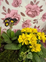 Spring plants square garden box with Butlers chocolates 160gr