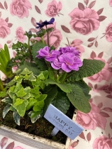 Spring plants square garden box with Butlers chocolates 160gr