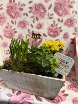 Spring plants square garden box with Butlers chocolates 160gr