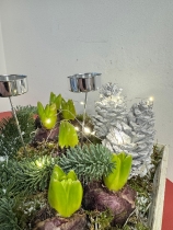 Square Hyacinth planted arrangement with lights and candle holders