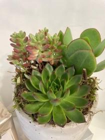Succulent planted bowl stand with Butlers chocolates 160g