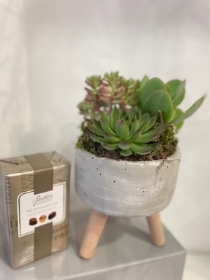 Succulent planted bowl stand with Butlers chocolates 160g